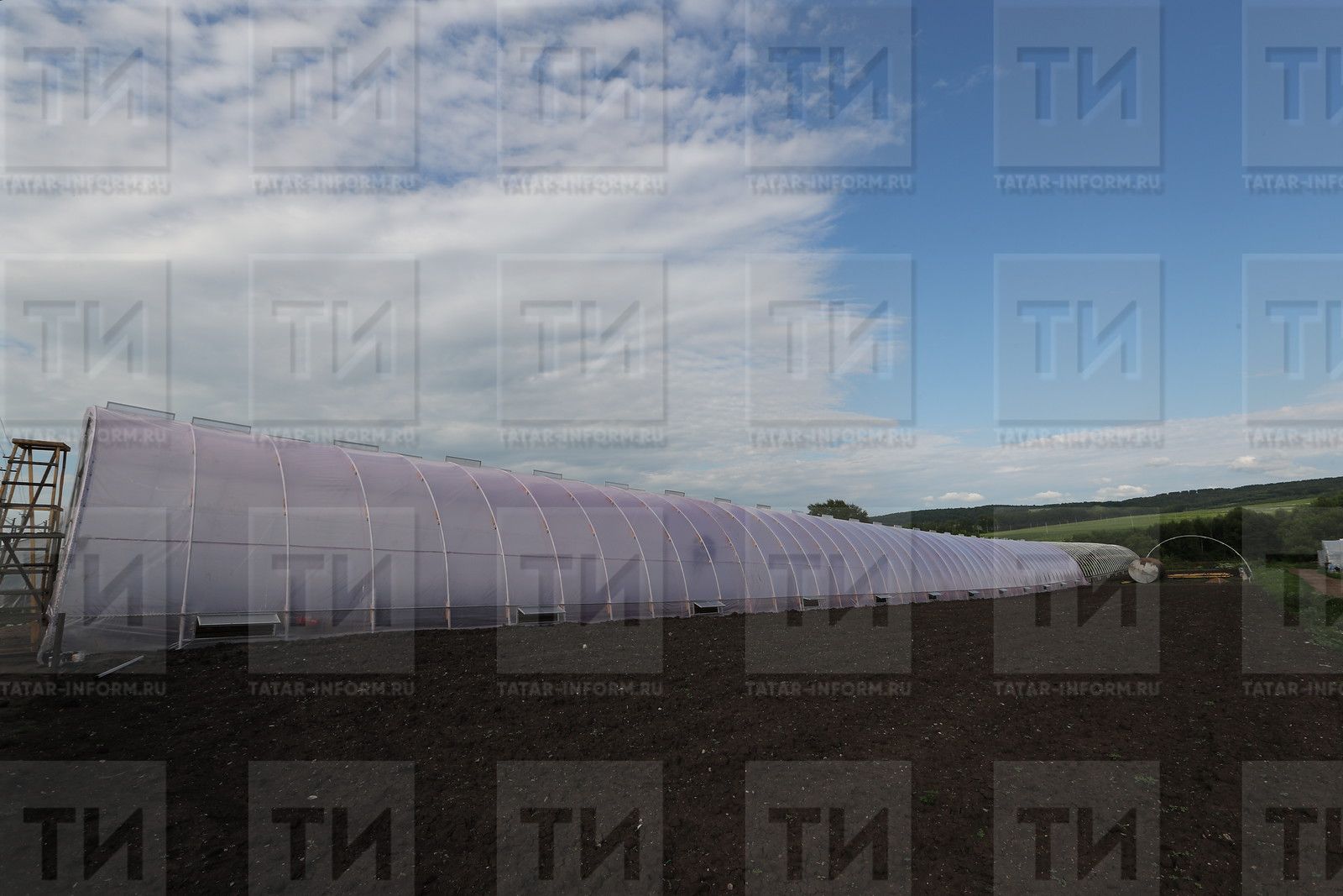 Теплицада мүк барлыкка килмәсен өчен нишләргә?