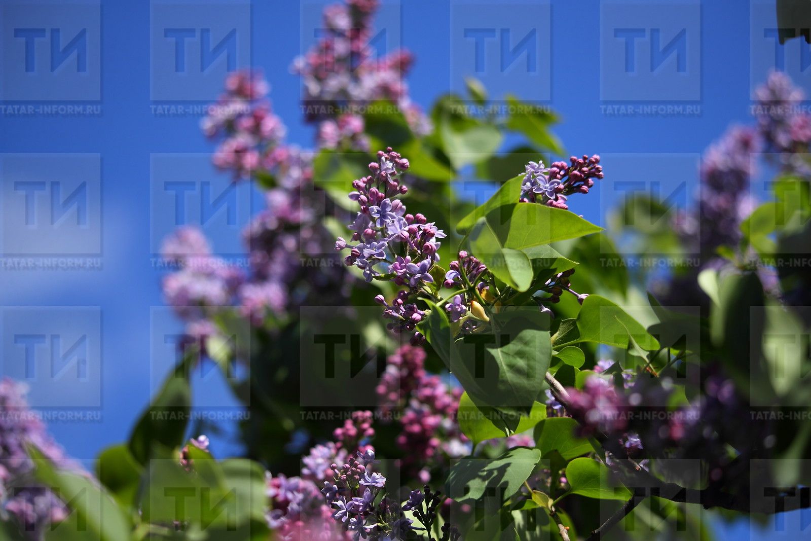 Сирень – сәламәтлек һәм матурлык чыганагы