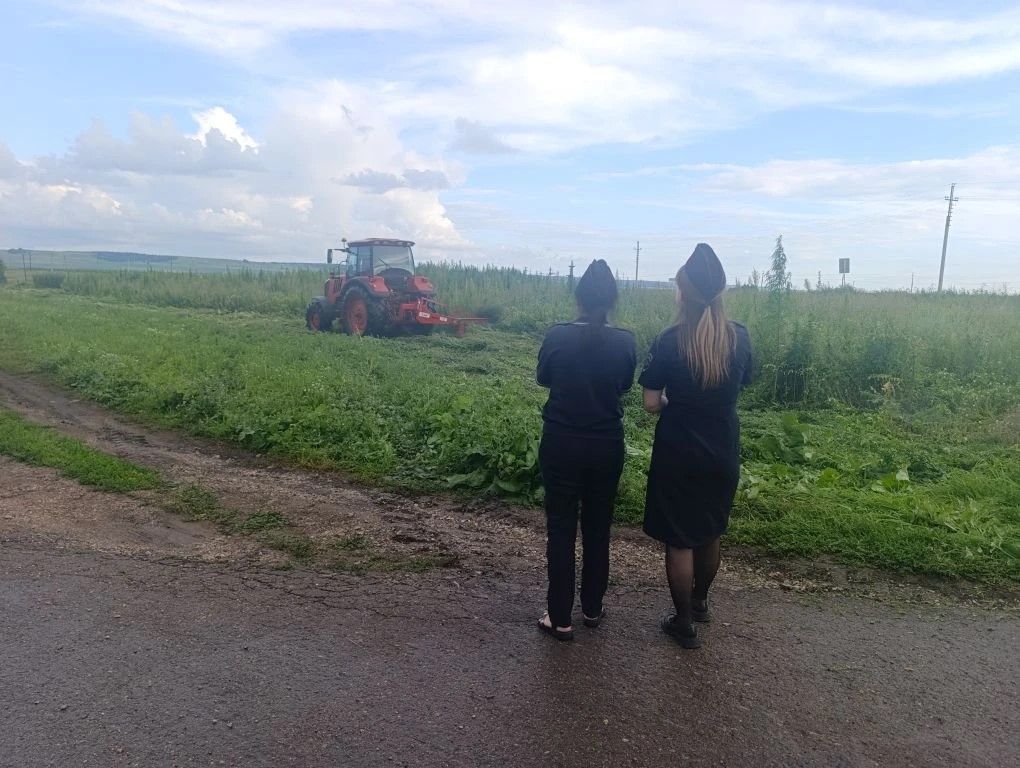В Бавлинском районе ликвидировали очаг дикорастущей  конопли