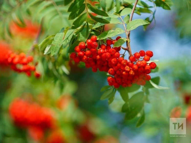 9 сентябрьгә сынамышлар