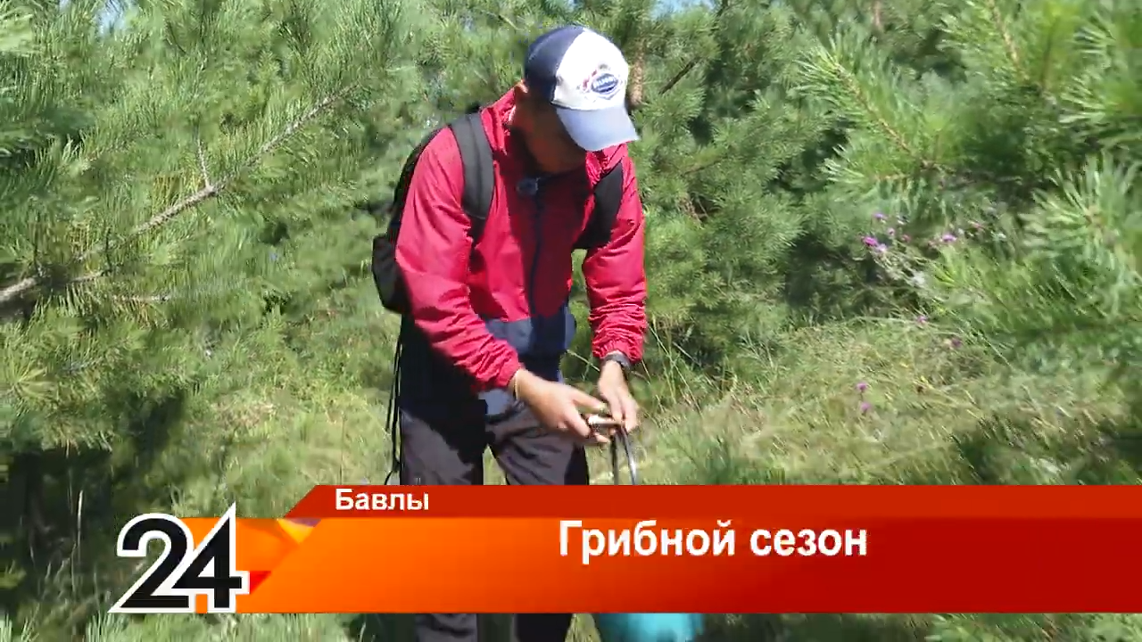 Продолжается летний грибной сезон в Бавлах