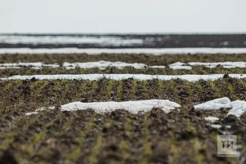 В Татарстане начались весенние полевые работы