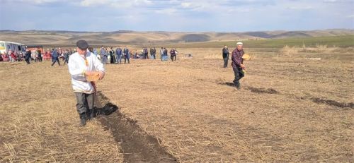 В бавлинских полях состоялся праздник первой борозды