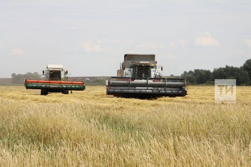 Татарстанның барлык районнарында ашлык җыю кампаниясе башланды