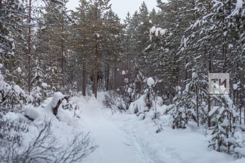 Недалеко от бавлинского села увидели стаю волков