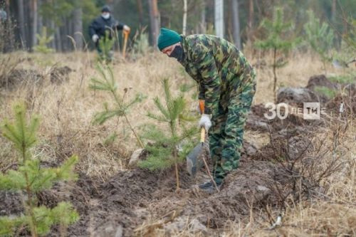 Сажать саженцы в лесах Татарстана начнут позже, чем обычно