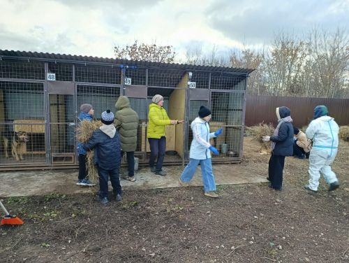 Бавлинцы помогли центру защиты бездомных животных