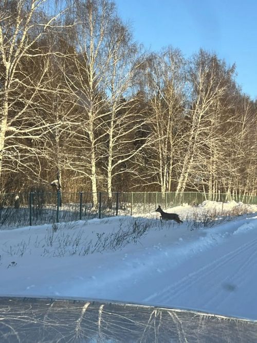 Растерянную косулю засняли на улице села Кзыл-Яр