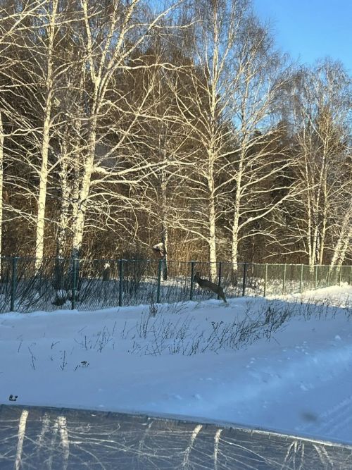 Растерянную косулю засняли на улице села Кзыл-Яр