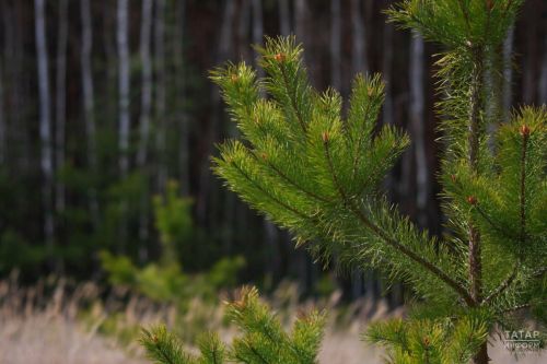 Татарстанда урманнарга керергә рөхсәт ителде