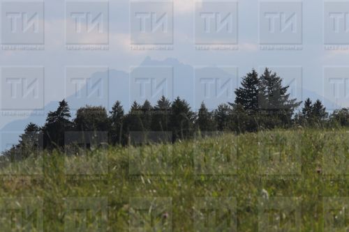 Әрекмән шикәр авыруыннан дәвалый