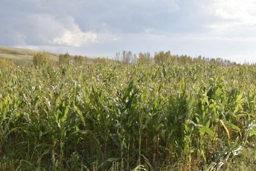 Баулы районында терлек азыгы әзерлиләр