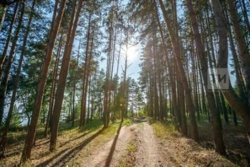 2026 елда Татарстанның урман хуҗалыгы төбәк проектын тормышка ашыру өчен 160,8 млн сум финанслау алачак