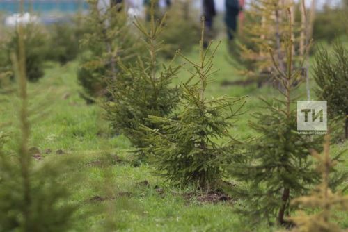 В рамках национального проекта в Татарстане продолжат лесовосстановление