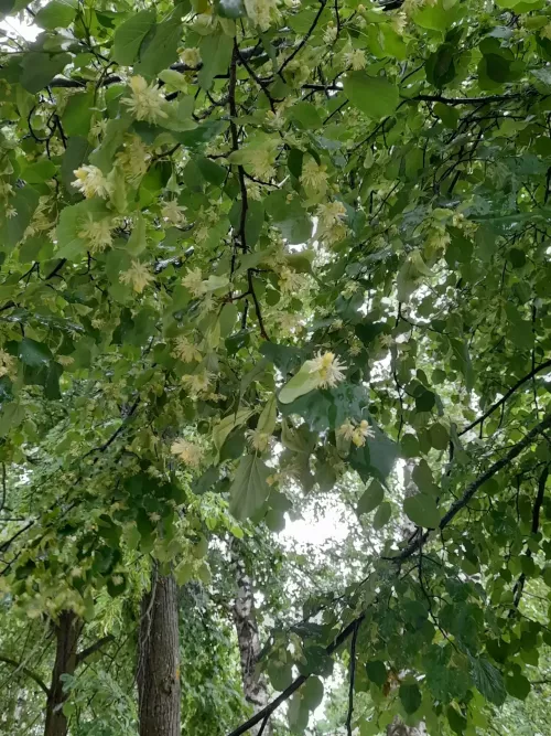 Юкә чәчәге дәвалый