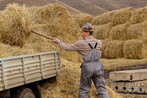 В Бавлах кормозаготовке мешают проливные дожди