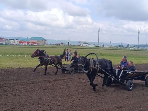 Как в Бавлах прошли конные скачки