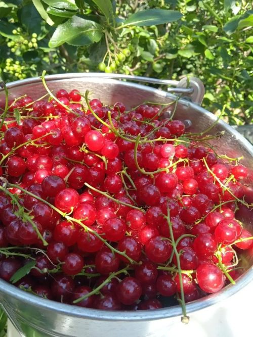 Компот из красной смородины