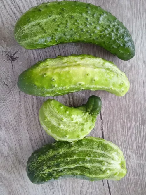 Кыярлар нигә кәкре?