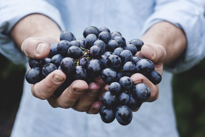 Табиблар һәм галимнәр виноградның файдалы үзлекләрен санап күрсәтте