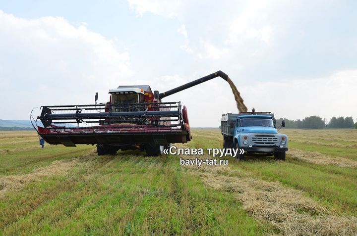 В Бавлинском районе уборка зерновых набирает обороты