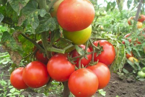 Как ускорить дозревание зеленых помидоров
