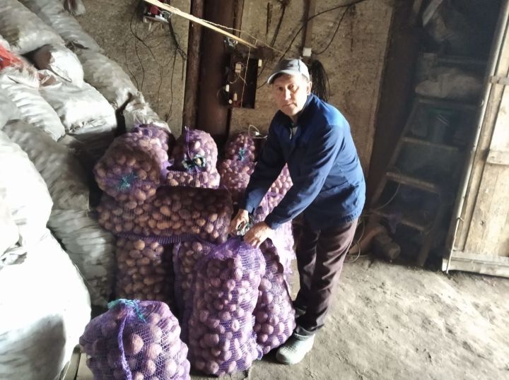 Опытный бавлинский фермер Замир Салихов делится секретами хорошего урожая картофеля