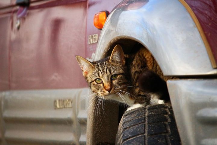 Постучите по капоту перед тем, как завести машину: возможно, вы спасете чью-то жизнь