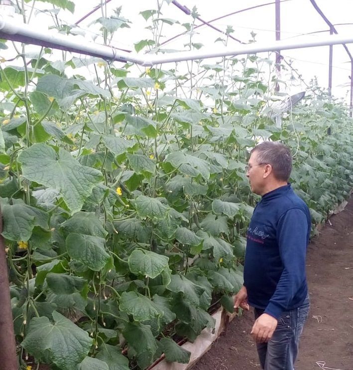 Бавлинец делится секретами выращивания огурцов и помидоров в теплице
