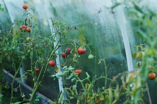 Чего нельзя делать при выращивании томатов