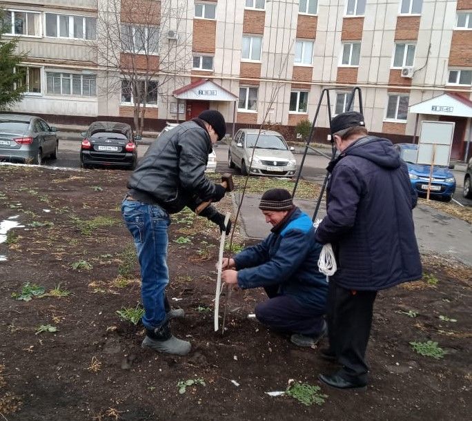 Готовят молодые деревья к зимовке