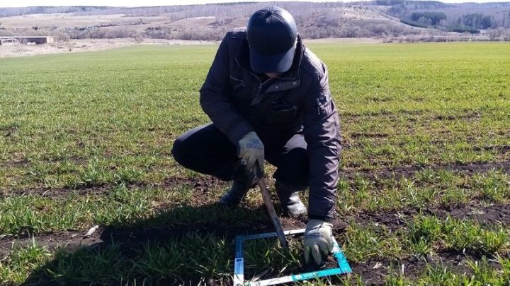 В Татарстане в нескольких районах зафиксирована гибель озимых культур