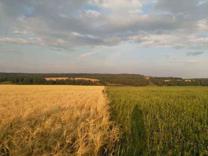 В среду в Бавлах ожидаются дождь и грозы