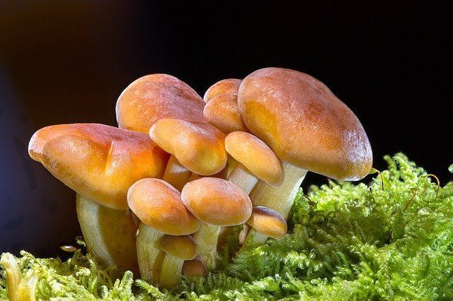 Будут ли грибы осенью: что говорят приметы