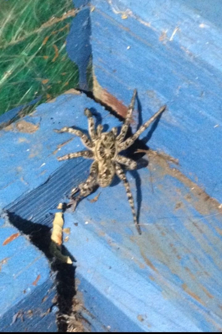 В Бавлинском районе еще один крупный паук: ядовитый или нет?