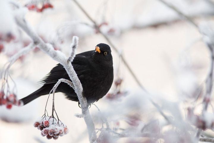 Бавлинцы могут помочь ученым в наблюдении за зимующими видами птиц