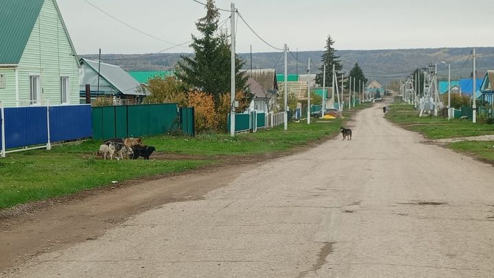 В Исергапово бродячие собаки пугают жителей