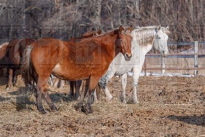 В Татарстане готовят новую программу по развитию коневодства