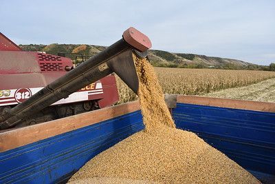 В Татарстане назвали самые урожайные районы