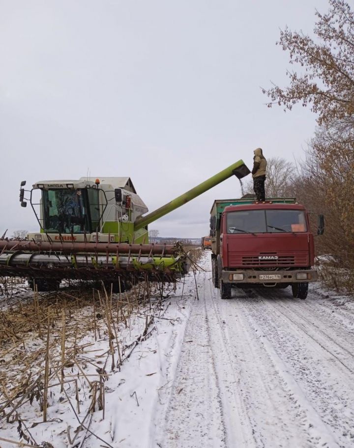 На бавлинских полях продолжается уборка подсолнечника