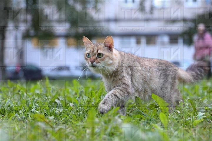 Кошки могут быть уликой преступления