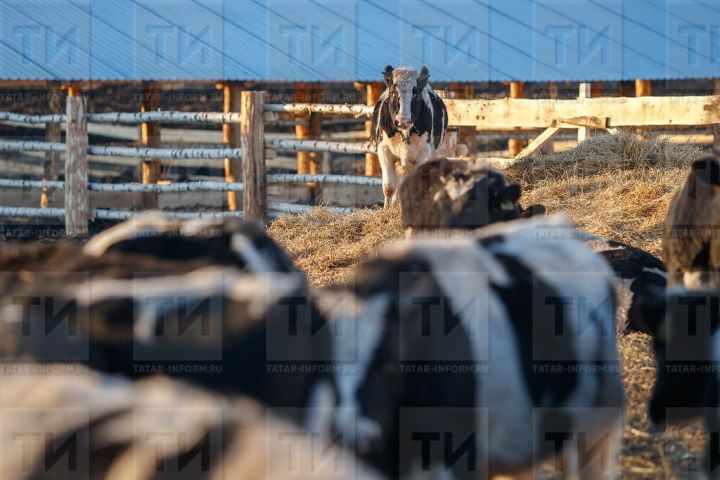 В республике отмечено снижение поголовья крупного рогатого скота