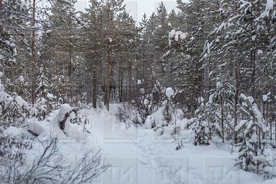 Специалисты подсчитали, сколько зайцев проживает в Татарстане