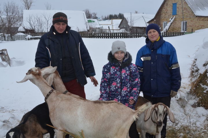 Спецпроект - "Сельское хозяйство будущего" - второй выпуск, в Бавлинском селе разводят нубийских коз
