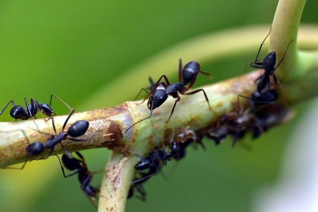 Проверенный способ, как избавиться от муравьев и тли на участке навсегда: исчезнут сразу