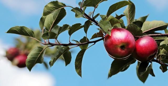 Почему гвоздь, вбитый в яблоню, дает невероятный урожай: дедовский секрет