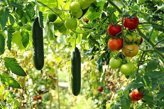 Что сделать за день до высадки томатов: пользы будет много