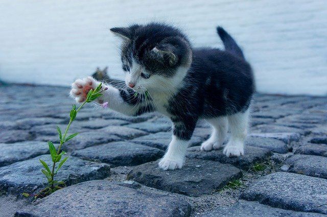 Растения против кошек: как отвадить кошек от участка