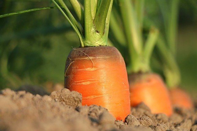Решающая подкормка для моркови в августе, чтобы собрать урожай сочных и сладких корнеплодов