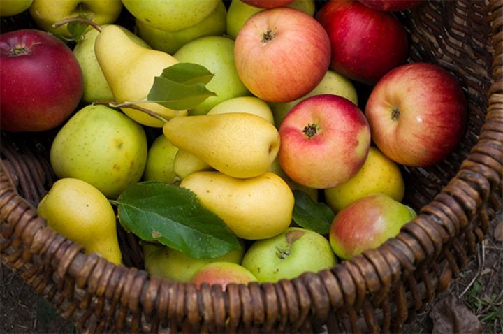 Август – вкусный месяц: правила сбора яблок, груш и облепихи